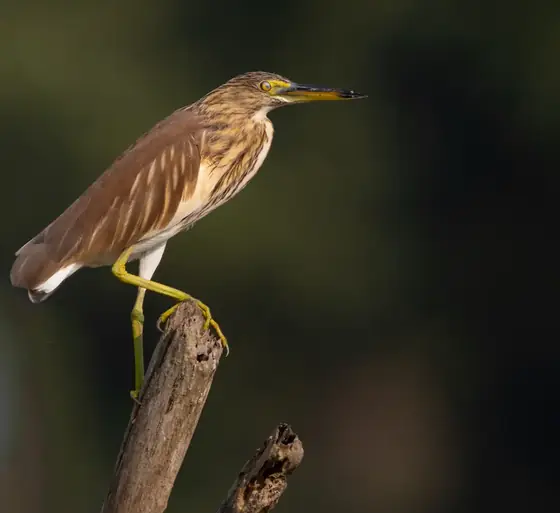 An Indian pond heron perched on a branch.