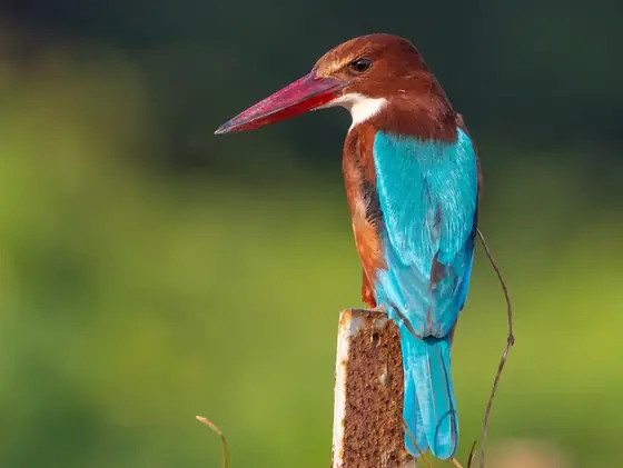 A white-throated kingfisher perched on a post.