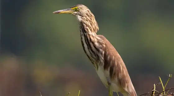 A pond heron photographed in low light.