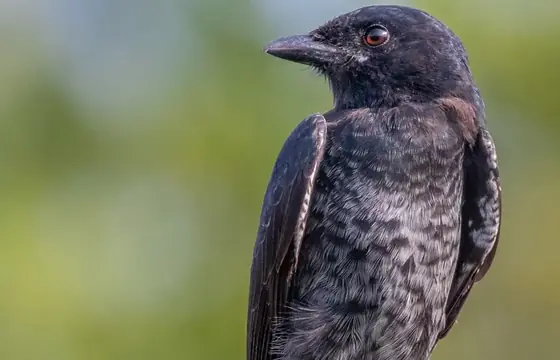 A dark-plumaged bird on an overcast morning.