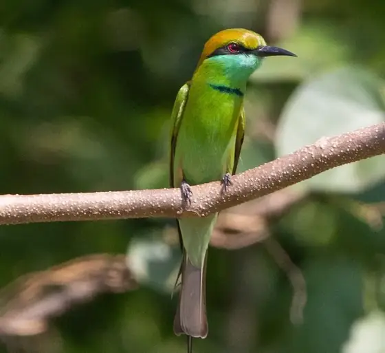 A green bee-eater perched on a thin branch.