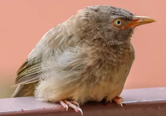 A jungle babbler standing on a ledge.