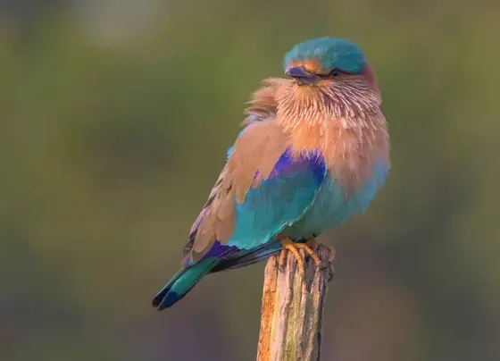 An Indian roller showing its blue wing colour.