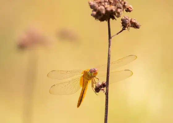 A dragonfly resting on a dry stalk.