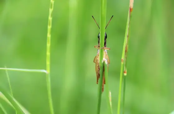 A grasshopper clinging to a blade of grass.