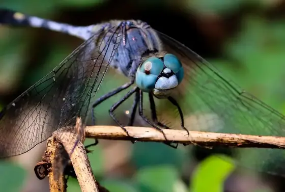 A dragonfly photographed head-on in close-up.