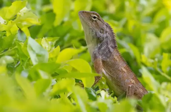 A garden lizard among green leaves.