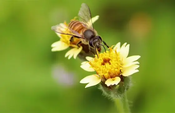 A honeybee feeding on a yellow composite flower.