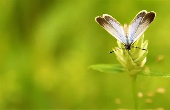 A white butterfly resting on a small flower.