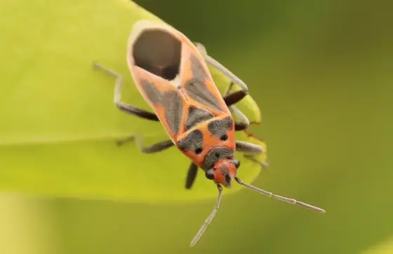A red cotton bug on a leaf.