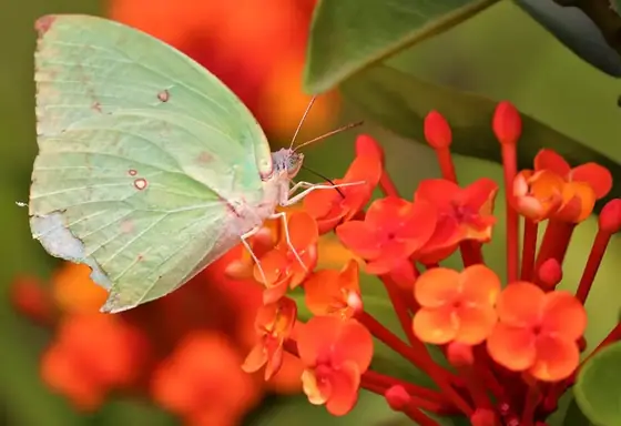 A pale butterfly feeding on red flowers.