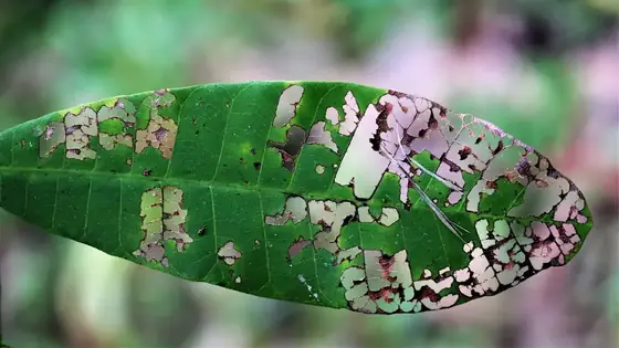 Leaf-miner trails winding across a green leaf.